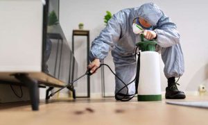 Pest Problems in Sunderland? Daily Habits to Avoid