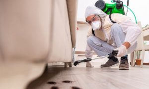 Pest-Proof Your York Home with Simple Room Fixes