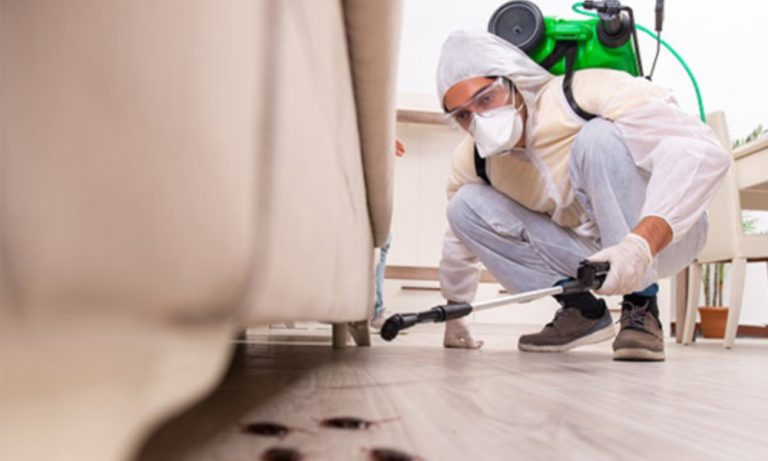 Pest-Proof Your York Home with Simple Room Fixes