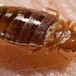 Bed Bugs in Assisted Living Facilities and Senior Care Homes: Why Hot Bugz Uses Heat and Nothing Else