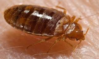 Bed Bugs in Assisted Living Facilities and Senior Care Homes: Why Hot Bugz Uses Heat and Nothing Else