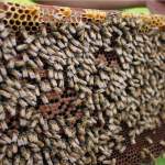 Bee Hive Inspection: How to Check for Signs of Trouble in Phoenix, Arizona