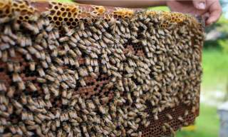 Bee Hive Inspection: How to Check for Signs of Trouble in Phoenix, Arizona